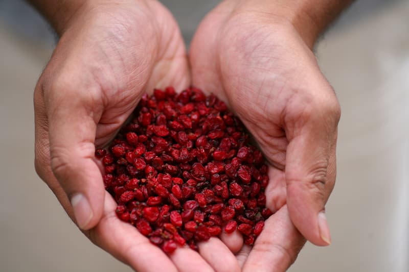 زرشک خشک پفکی با رنگ طبیعی و درخشان